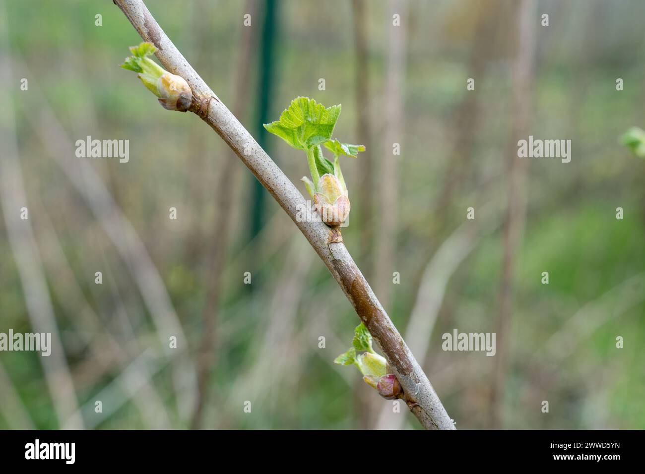 Close-up of black currant buds in spring Stock Photo