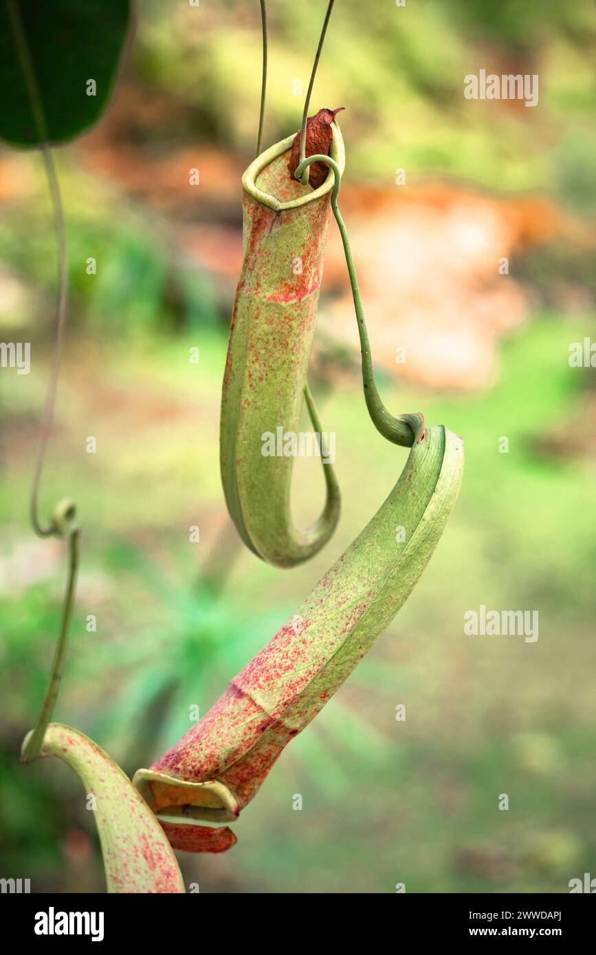 Long Nepenthes Burkei Carnivorous Pitcher Plant. Nectar producing pitchers on this rare carnivorous vine for trap and digest insects. Stock Photo