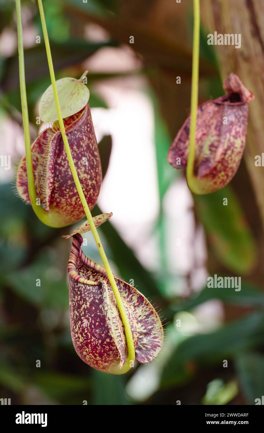 Nepenthes Burkei Carnivorous Pitcher Plant. Nectar producing pitchers on this rare carnivorous vine for trap and digest insects. Stock Photo