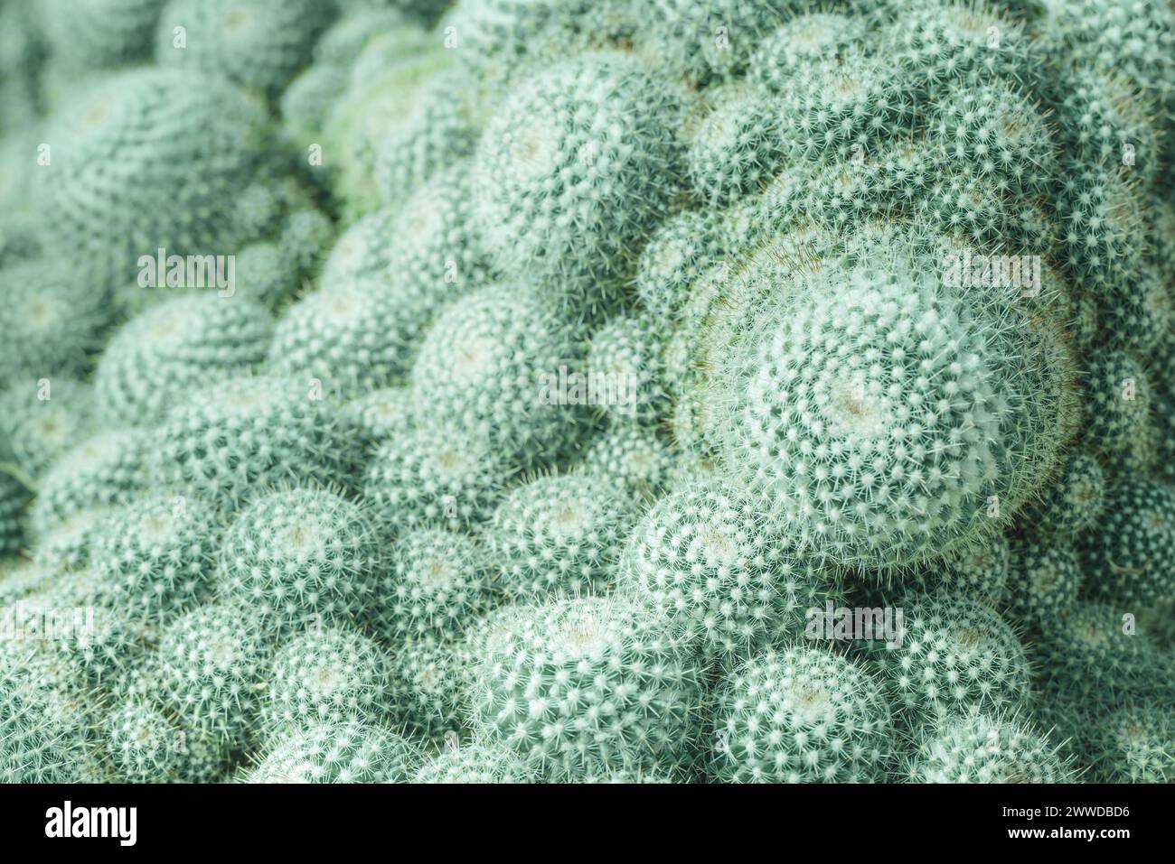 Closeup of mammillaria bocasana cactus group soft focus blue tone background Stock Photo