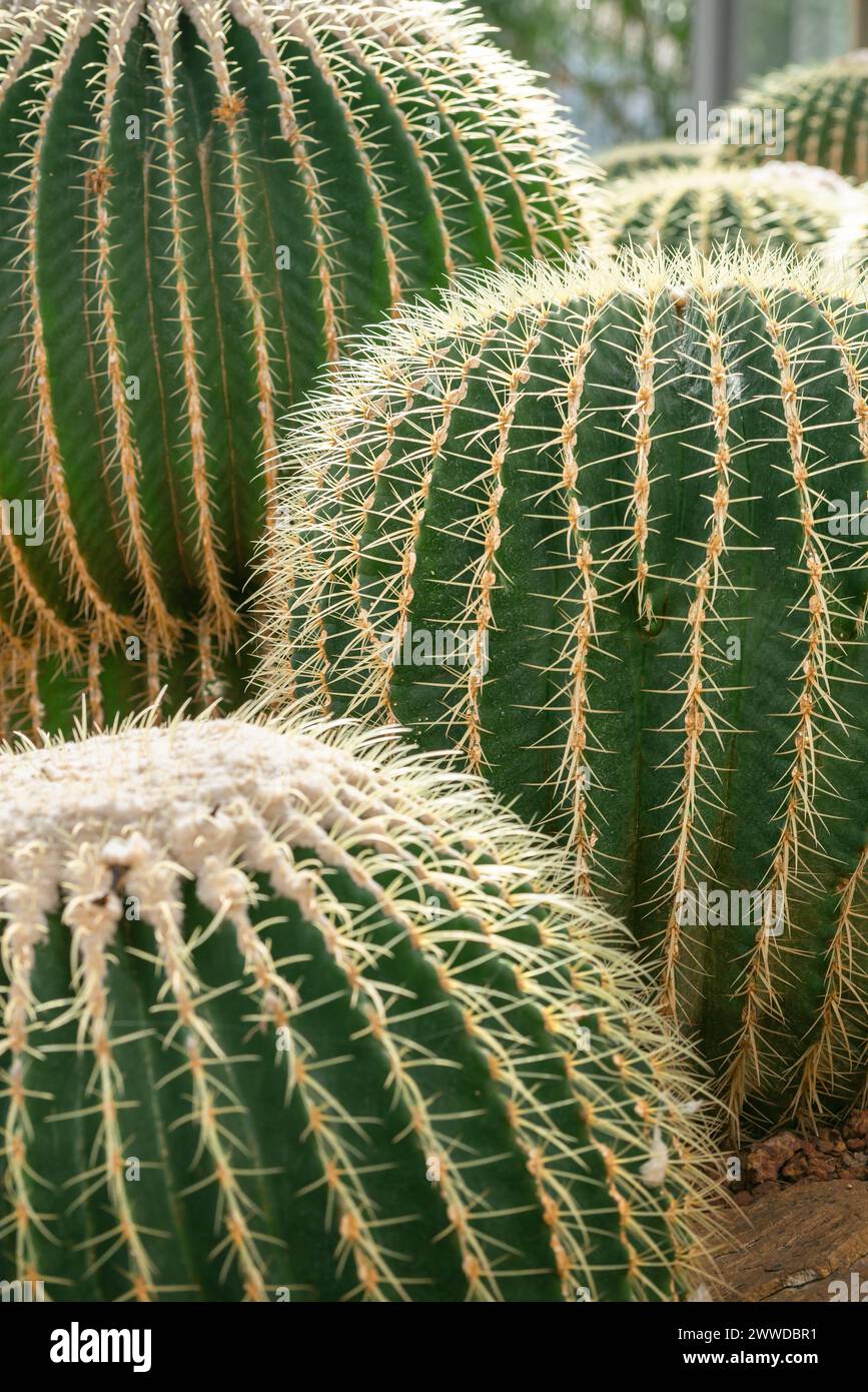 Several golden barrel cactuses also knows as golden ball or mother-in-law's cushion Echinocactus grusonii anagoria grows  in botanical garden Stock Photo