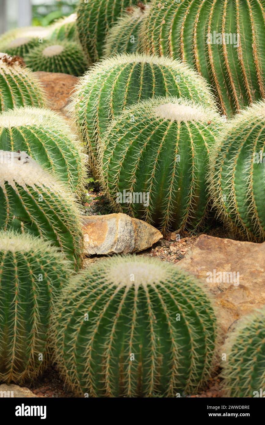 Lots of golden barrel cactuses also knows as golden ball or mother-in-law's cushion Echinocactus grusonii anagoria grows  in botanical garden Stock Photo