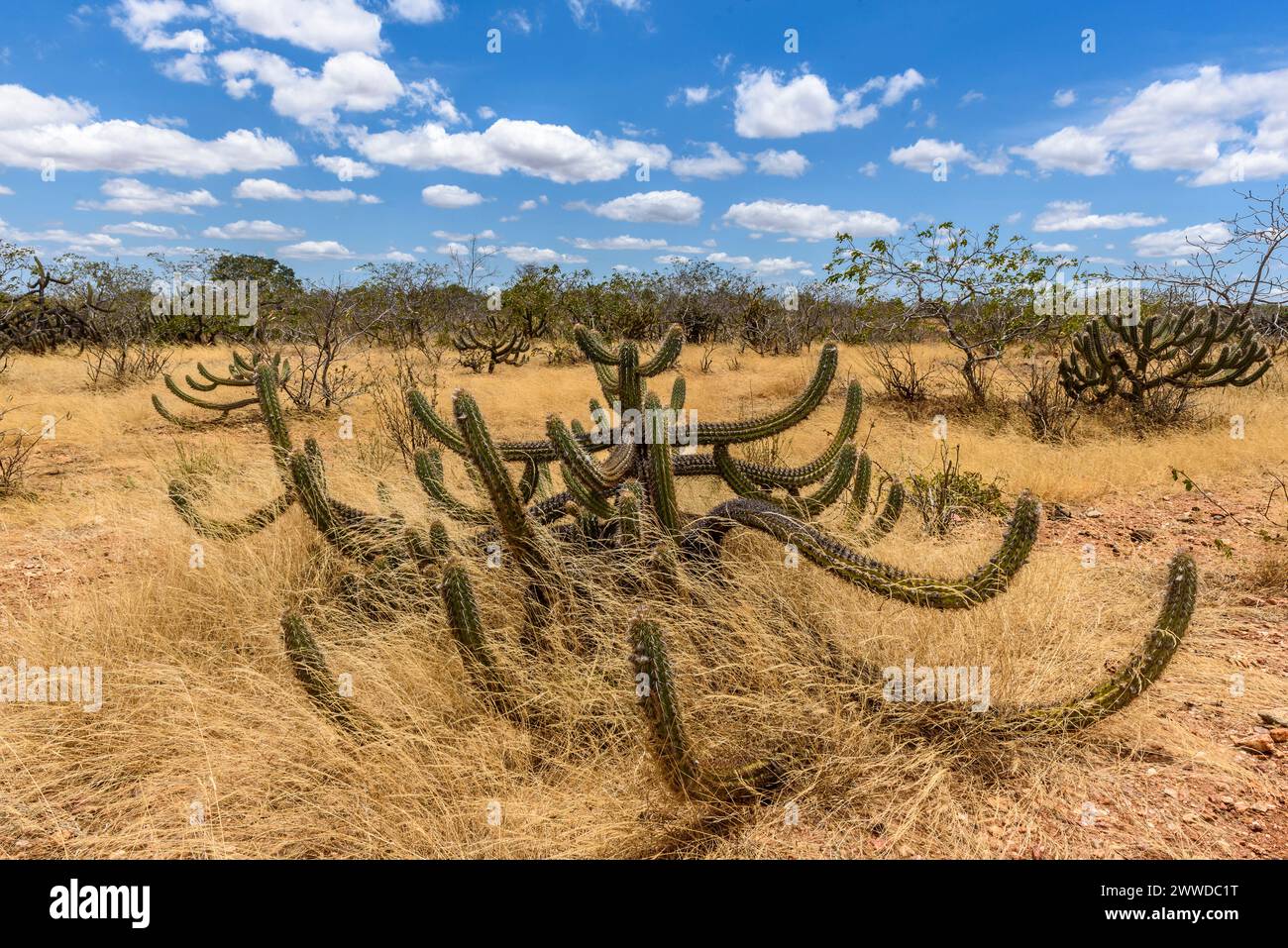 Brazilian biome Caatinga, typical vegetation with xique-xique cactus in the State of Paraíba, Brazil. Stock Photo