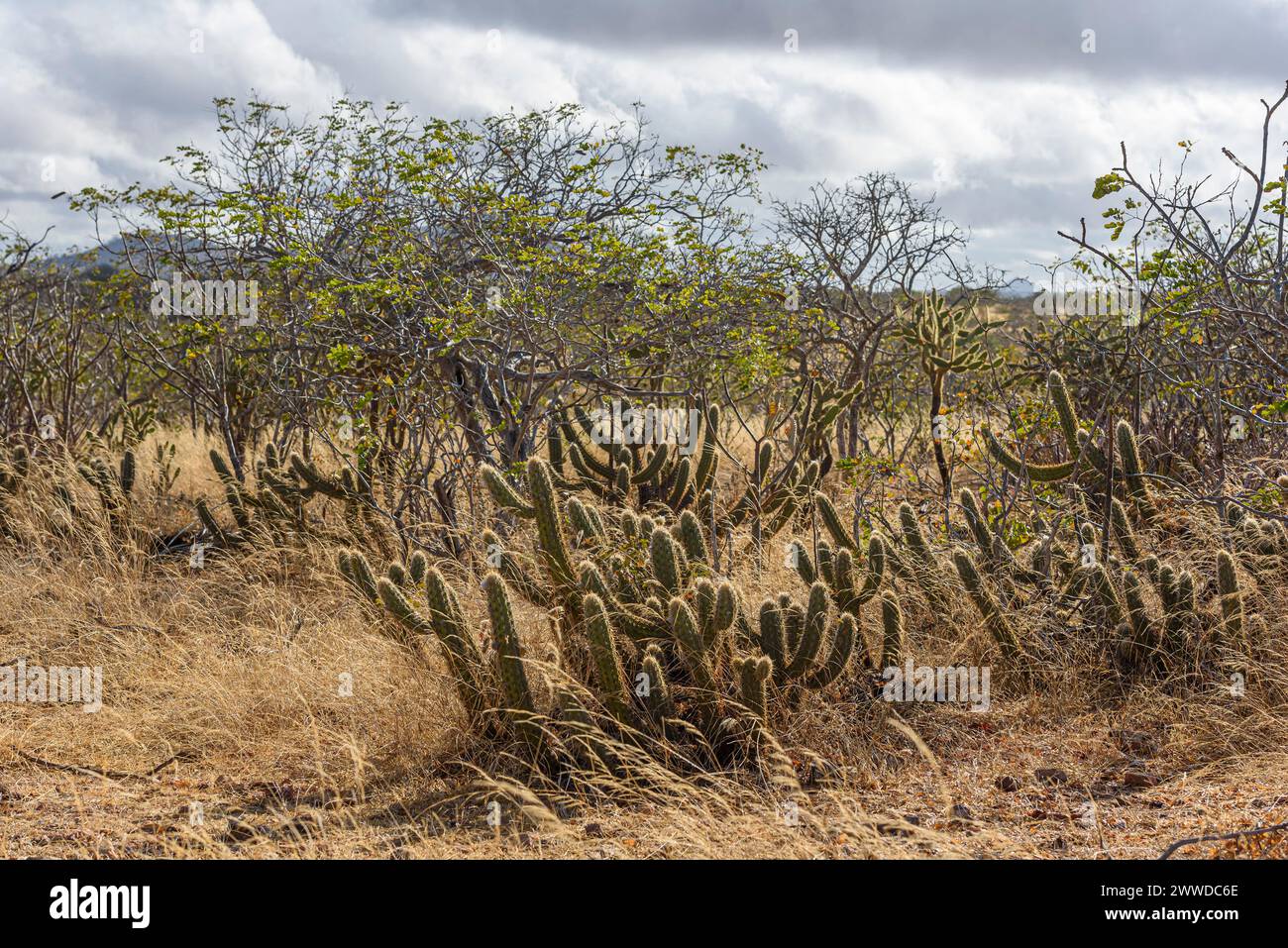Brazilian biome Caatinga, typical vegetation with xique-xique cactus in the State of Paraíba, Brazil. Stock Photo