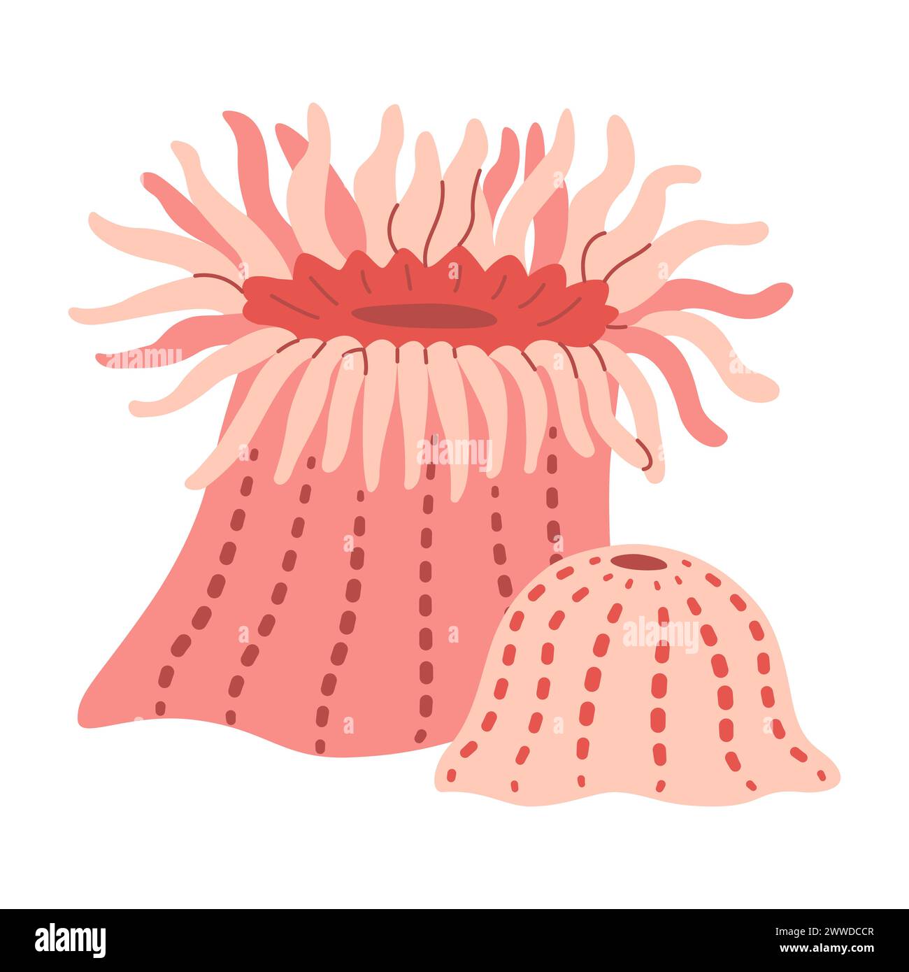 Sea anemones hand drawn. Pink Actiniaria. Exotic coral reef underwater nature life. Modern flat illustration. Vector illustration Stock Vector
