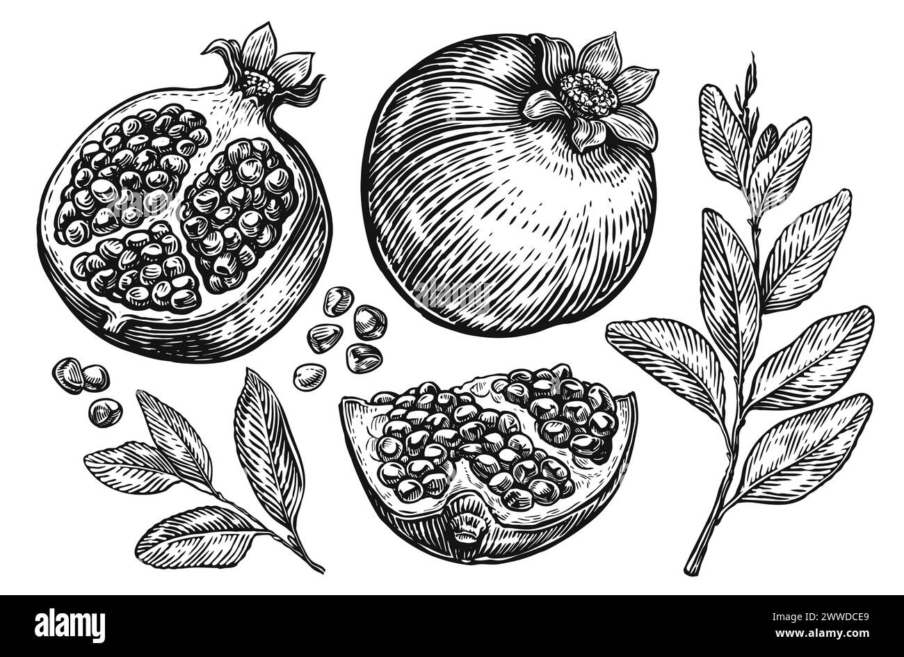 Pomegranate fruits. Isolated set of elements for design. Sketch illustration hand drawn Stock Vector