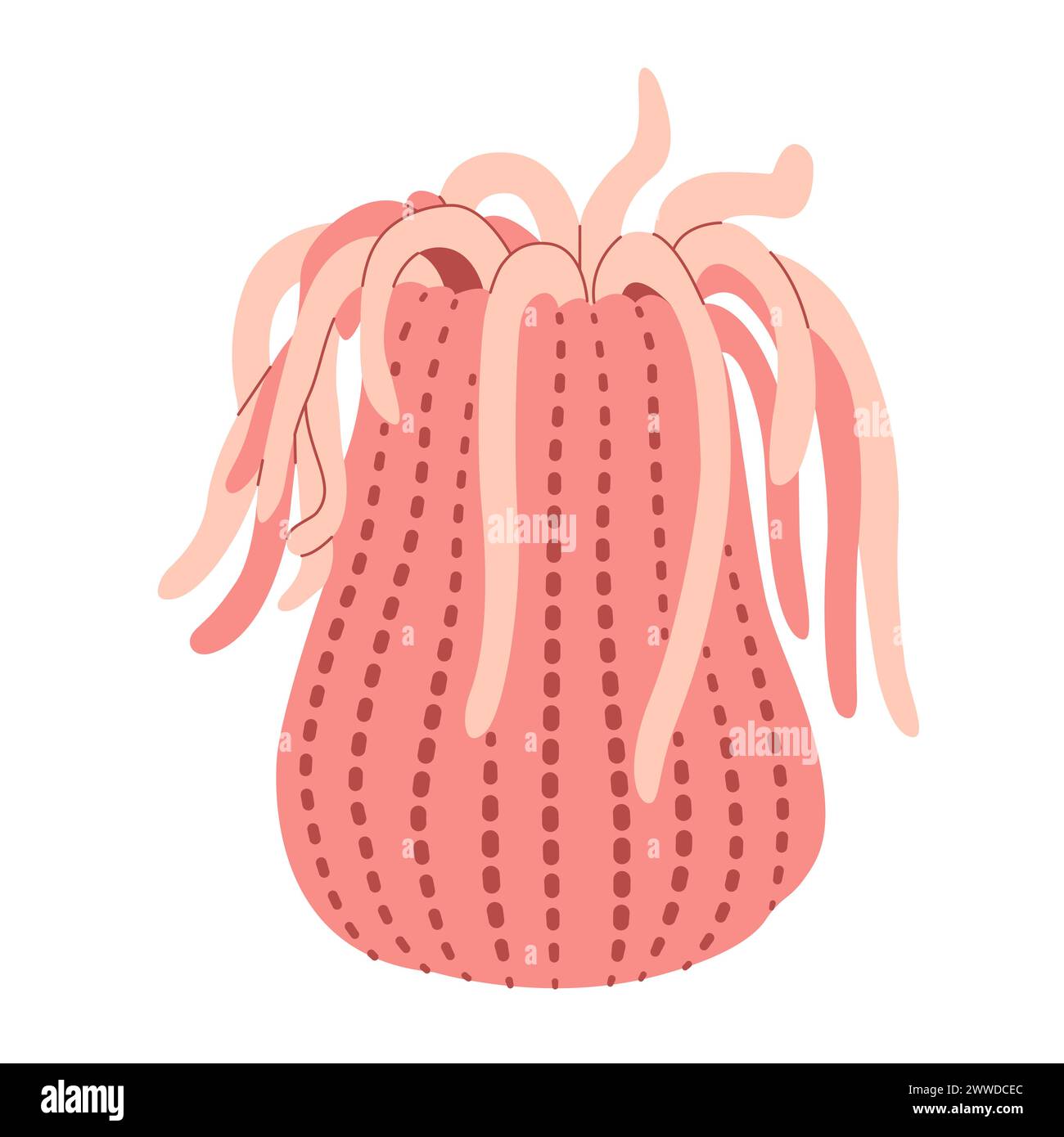 Sea anemones hand drawn. Pink Actiniaria. Exotic coral reef underwater nature life. Modern flat illustration. Vector illustration Stock Vector