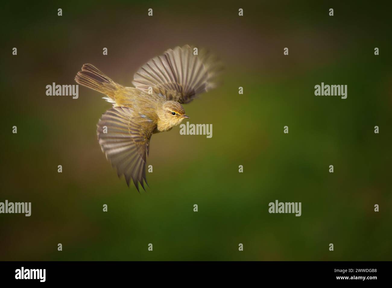 The common chiffchaff (Phylloscopus collybita), or simply the ...