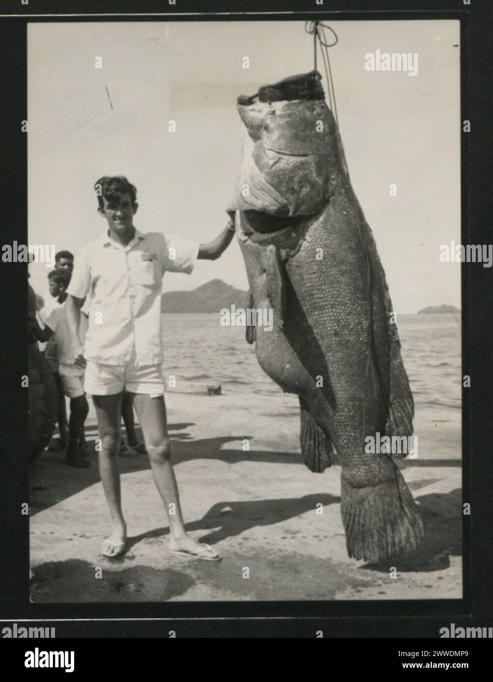 Description: A giant grouper (also known as Brindle Bass and rock cod) taken in Mahe waters in 1968. It weighed nearly 350lb. Location: Seychelles Date: 1968 Stock Photo