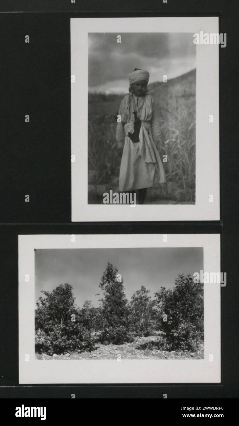 Description: A Yemeni Soldier chewing 'Qat' Location: Yemen Date: 1952 Description: Some trees of Qat, (Katha edulis) Location: Yemen Date: 1952 Stock Photo