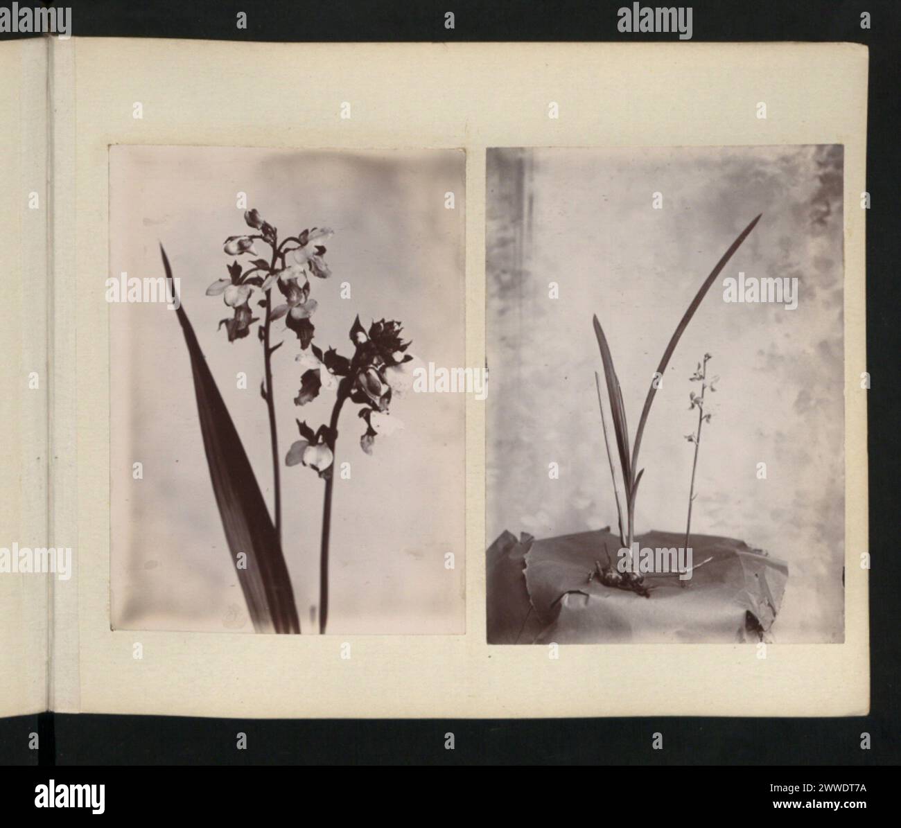 Captured flora hi-res stock photography and images - Alamy