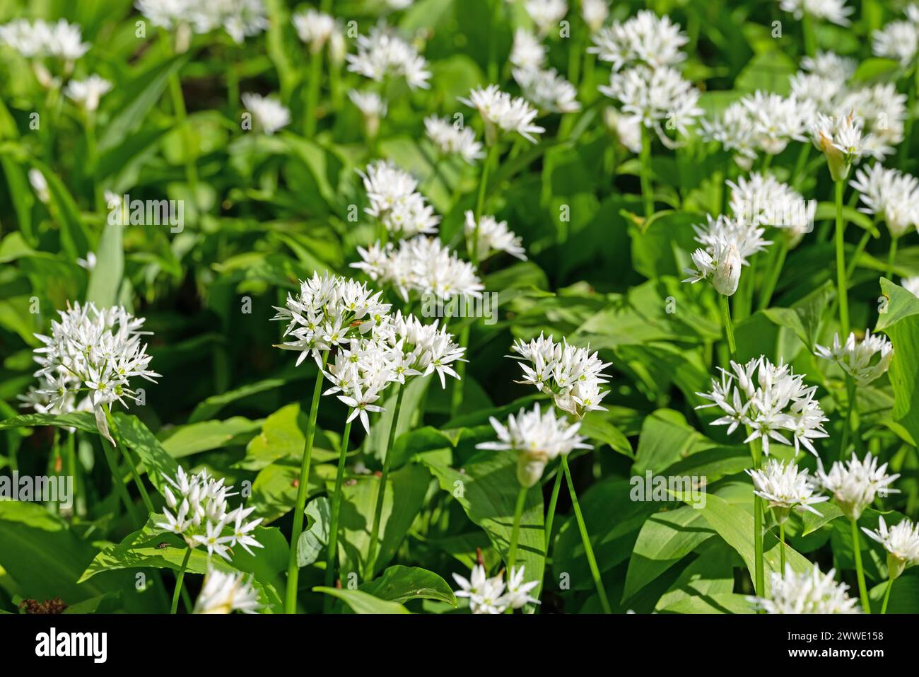 Wild garlic blooming in forest Stock Photo
