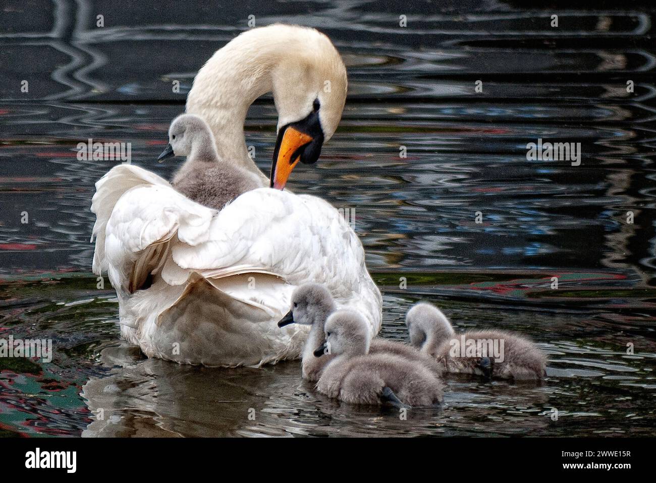Mother Swan and baby sygnets, with one on mother's back, gliding along the Birmingham and Fazeley Canal,  England, UK, Britain, West Midlands Stock Photo