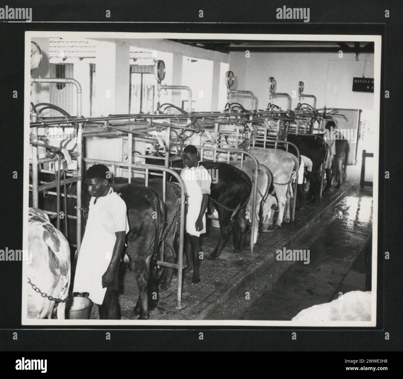 Description: Tanga Government Dairy uses latest automatic milking machine which not only saves time but is very hygienic - Tanga Province. Location: Tanga Province, Tanganyika Date: 1960 africa Stock Photo