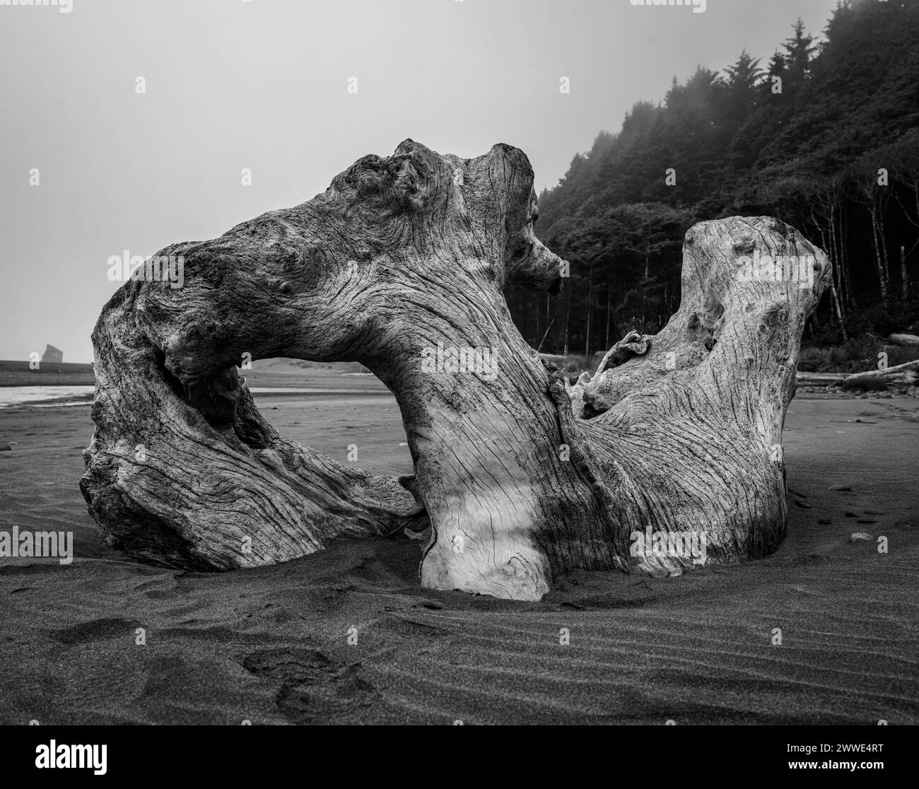 Black And White Large Piece Of Gnarly Drift Wood on coast of Redwood National Park Stock Photo