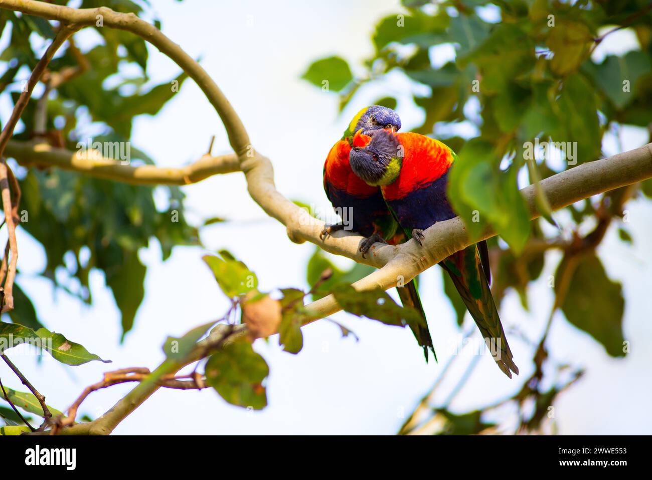 Pair of Rainbow Lorikeets On A Branch, Brisbane, Queensland, Australia Stock Photo