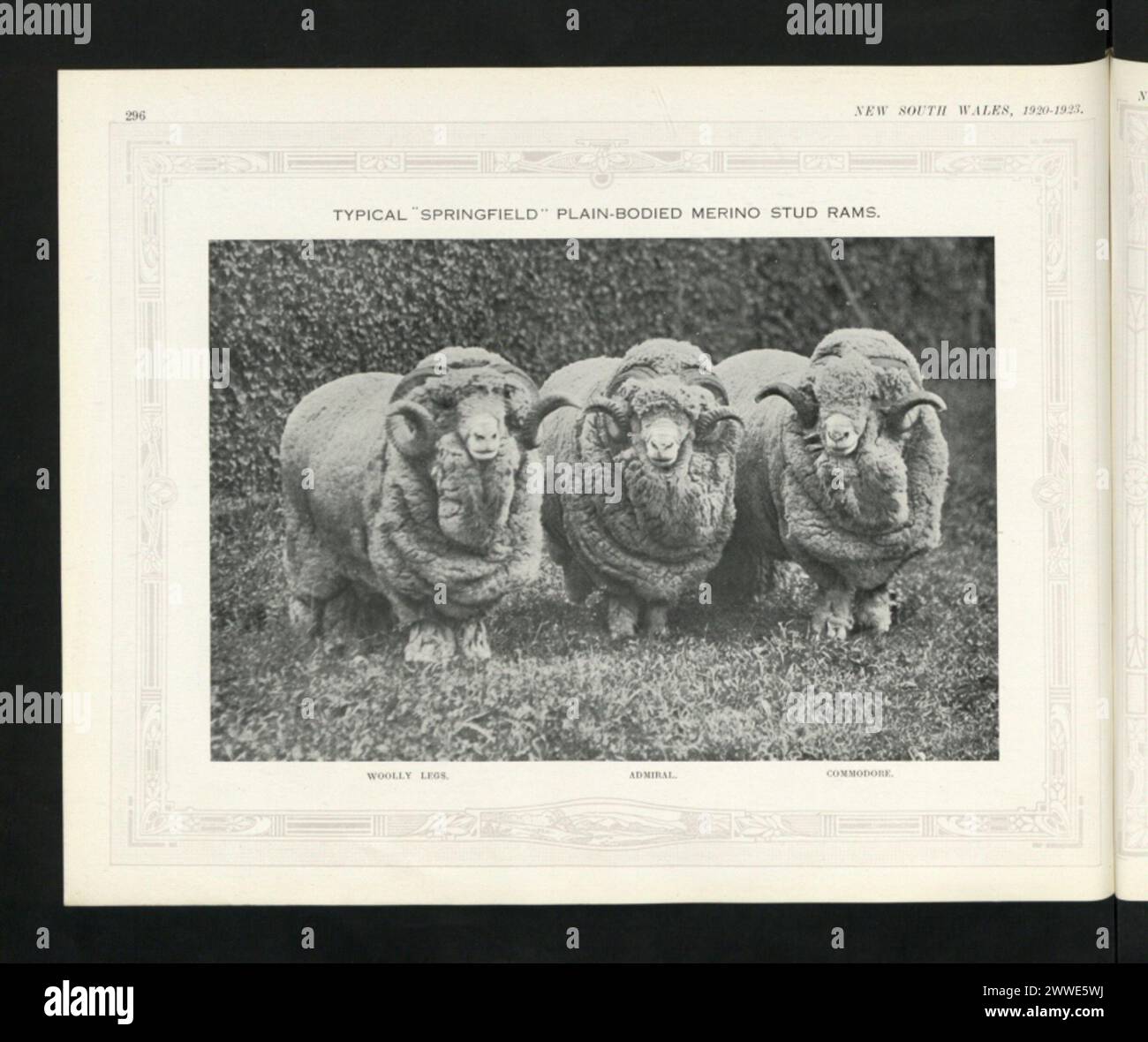 Merino rams hi-res stock photography and images - Alamy