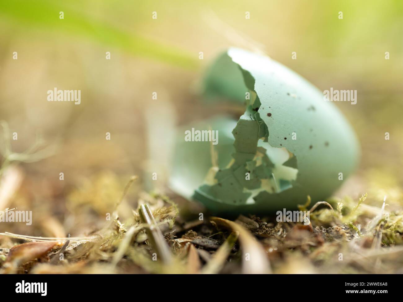 Broken Robins Egg on Forest Floor in Olympic Stock Photo