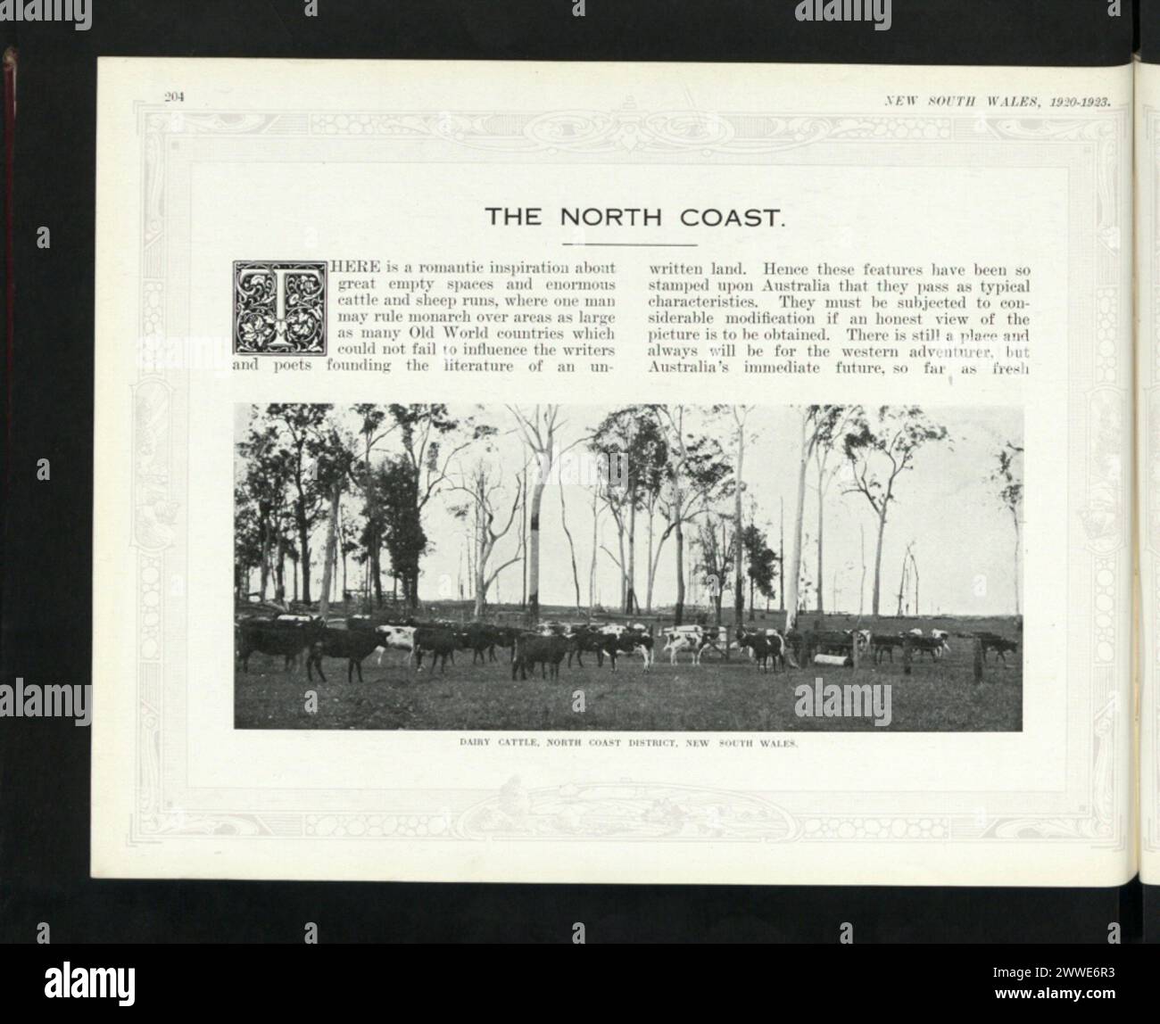 1920s australia cattle grazing hi-res stock photography and images - Alamy