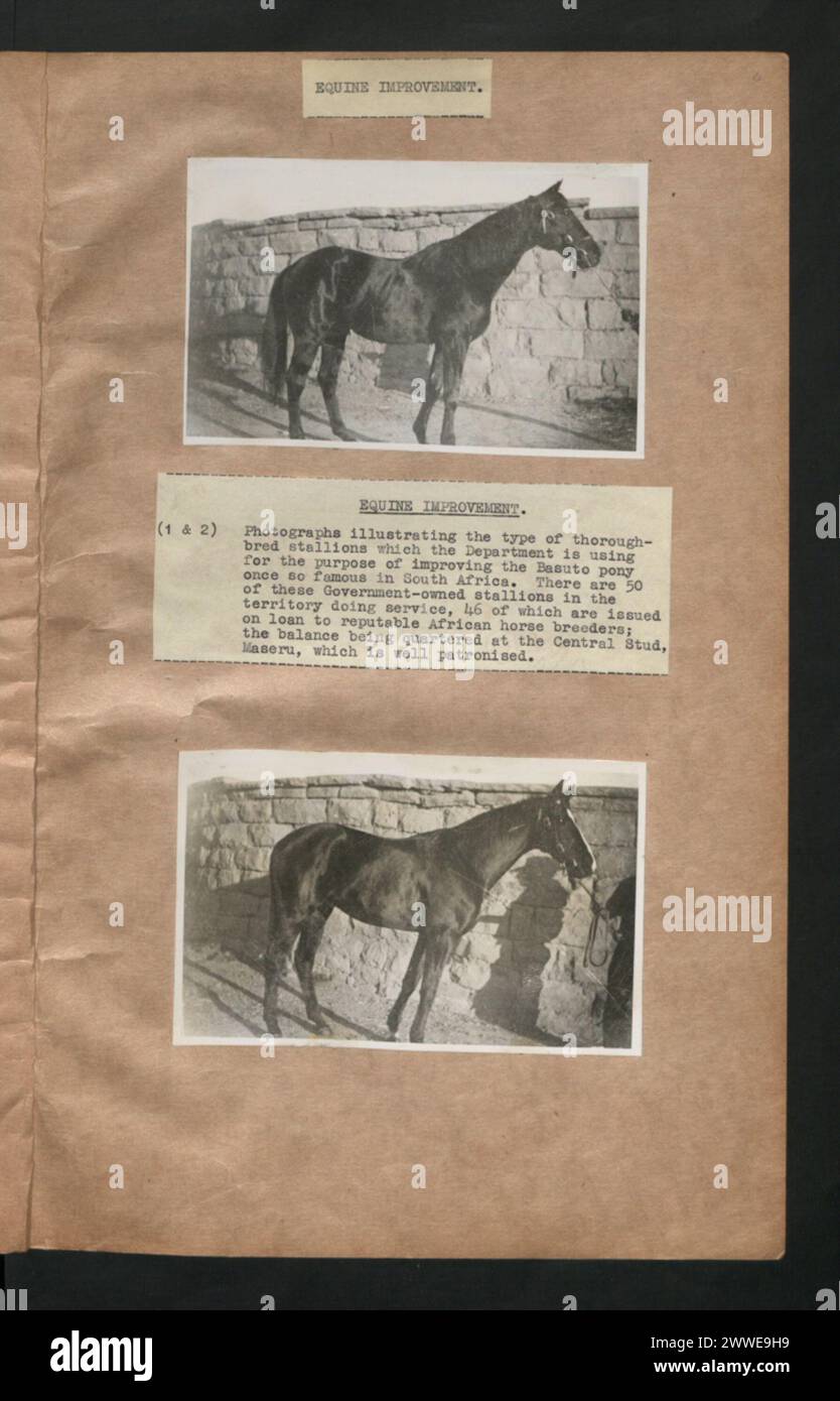 Description Equine Improvement. Photographs illustrating the type of