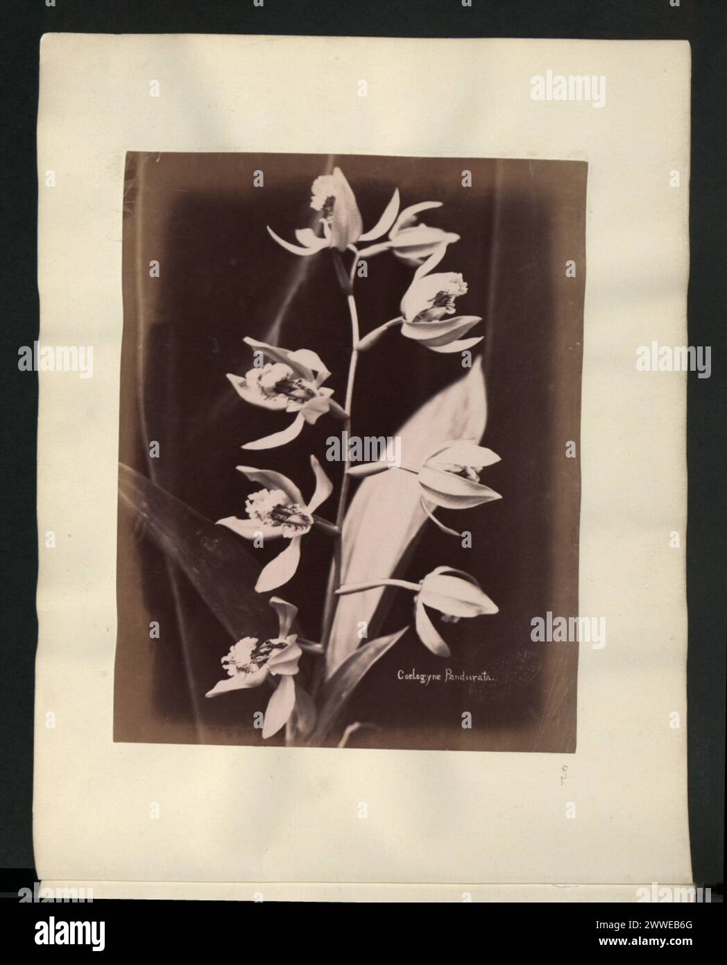 Description: Coelogyne Pandurata. Location: Malaya Date: 1860-1900 asia, malaysia, asiathroughalens Stock Photo