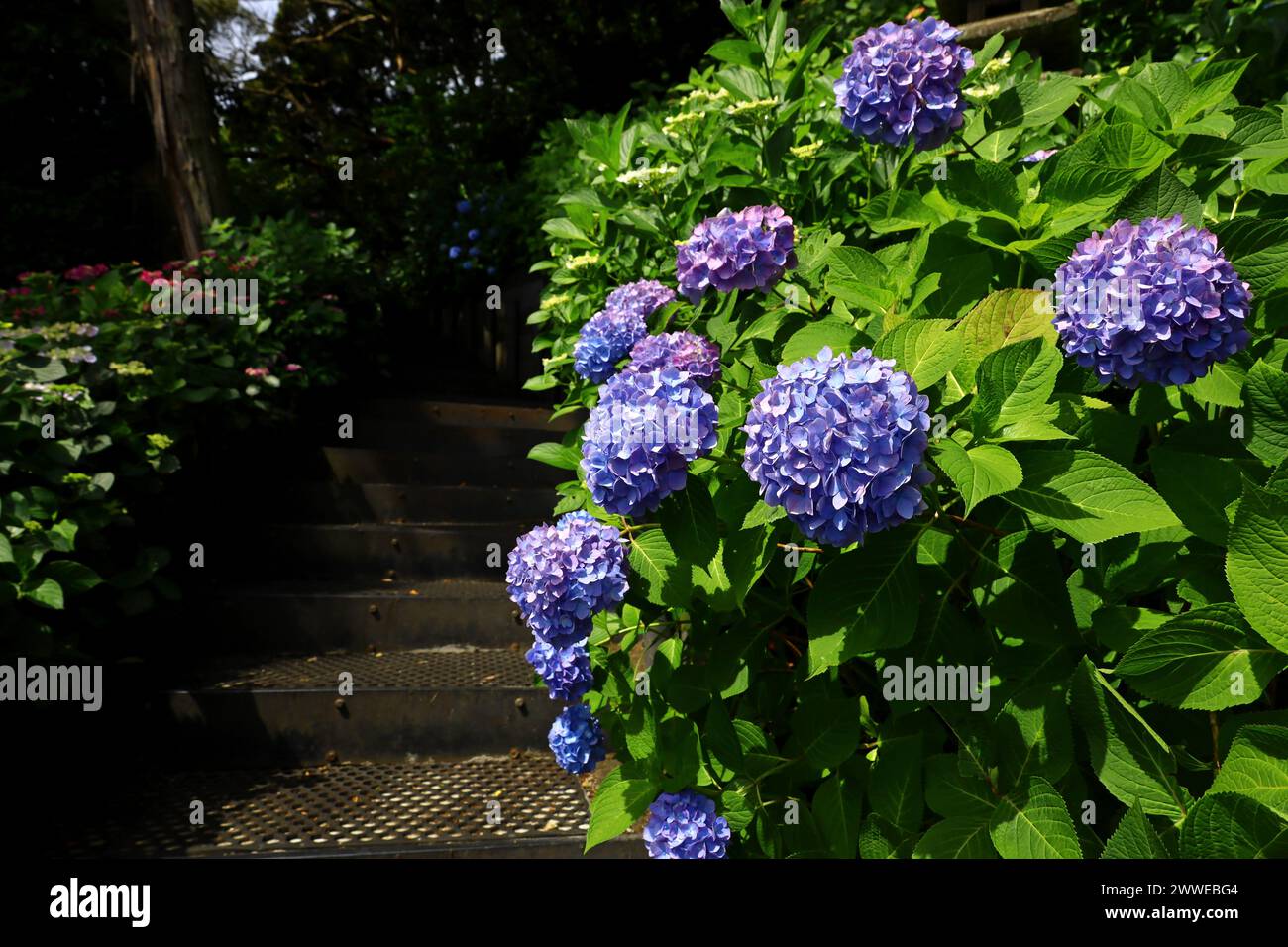 A walking path on a small hill with hydrangeas in full bloom Stock ...