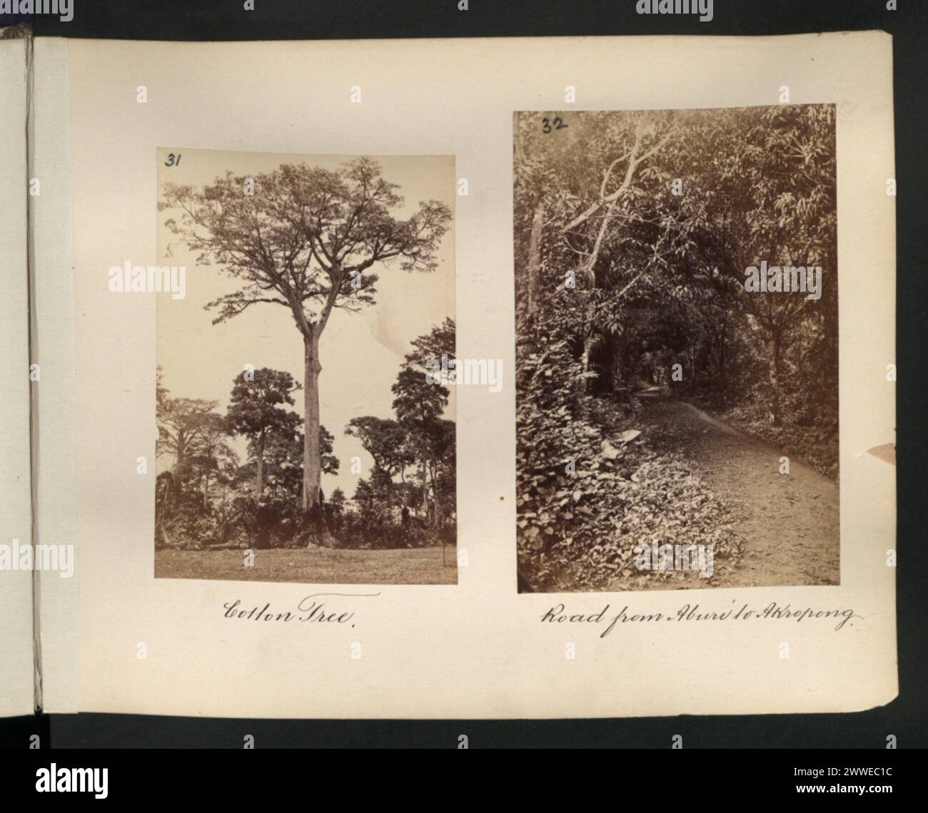 Description: Cotton tree. Description: Road from Aburi to Akropong. Location: Aburi, Akropong africa Stock Photo