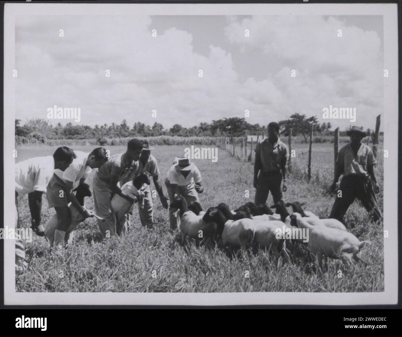 Description: Trinidad and Tobago. 'Blackhead Persian sheep being examined by agricultural students of the University College of the West Indies'. Photograph No.: D 107490. Official Trinidad and Tobago photograph compiled by Central Office of Information. Publicity statement on reverse. Location: Trinidad and Tobago Date: 1961 Apr caribbean, caribbeanthroughalens Stock Photo