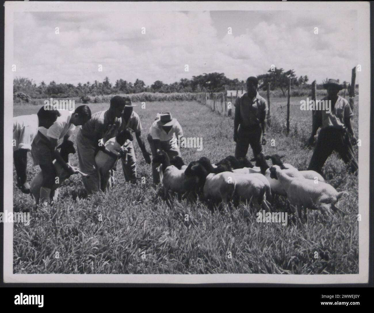 Description: Trinidad and Tobago. 'Blackhead Persian sheep being examined by agricultural students of the University College of the West Indies'. Photograph No.: D 107490. Official Trinidad and Tobago photograph compiled by Central Office of Information. Publicity statement on reverse. Location: Trinidad and Tobago Date: 1960 Oct caribbean, caribbeanthroughalens Stock Photo