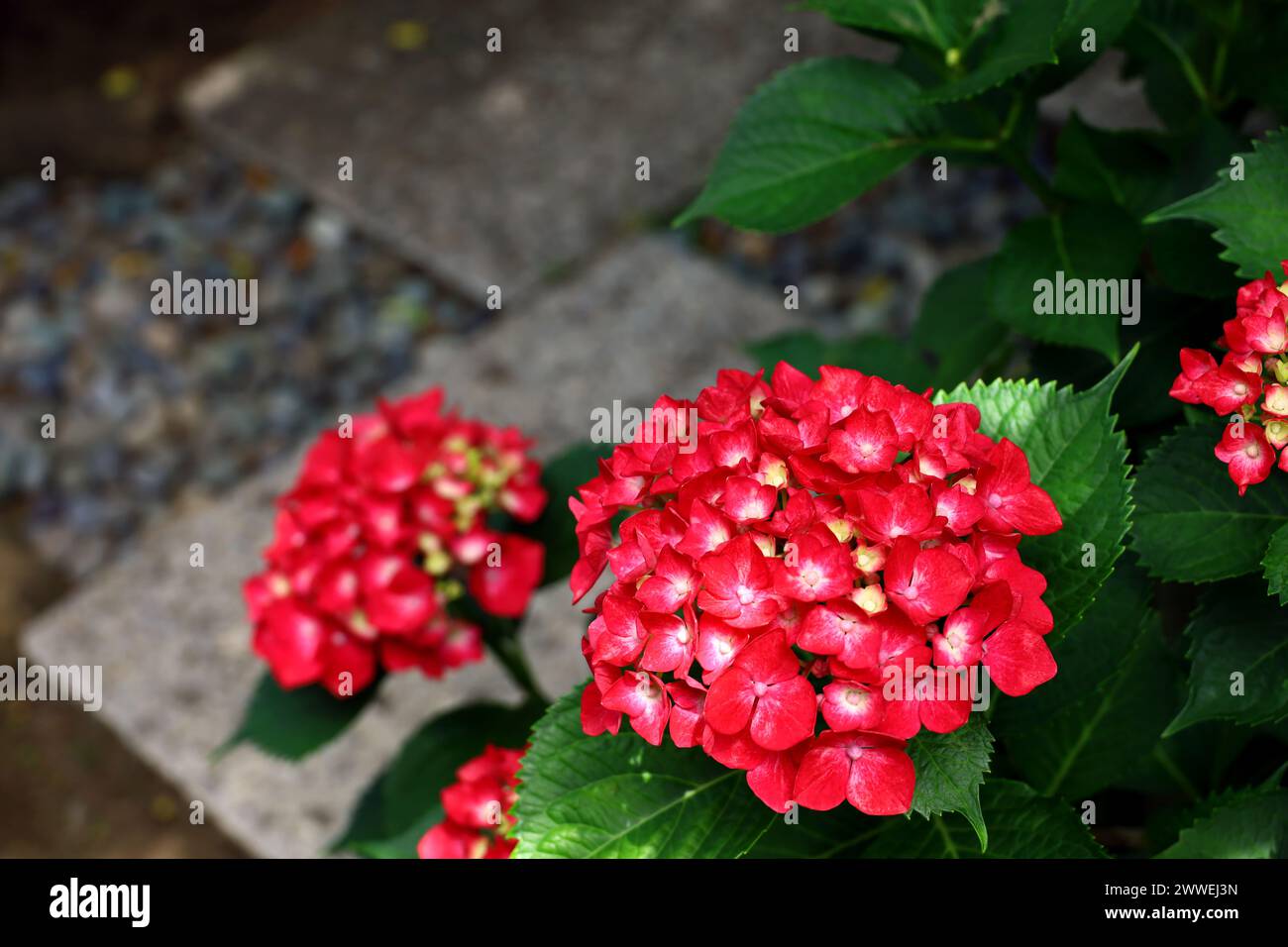 Red hydrangea flowers blooming in a corner of a Japanese garden Stock Photo