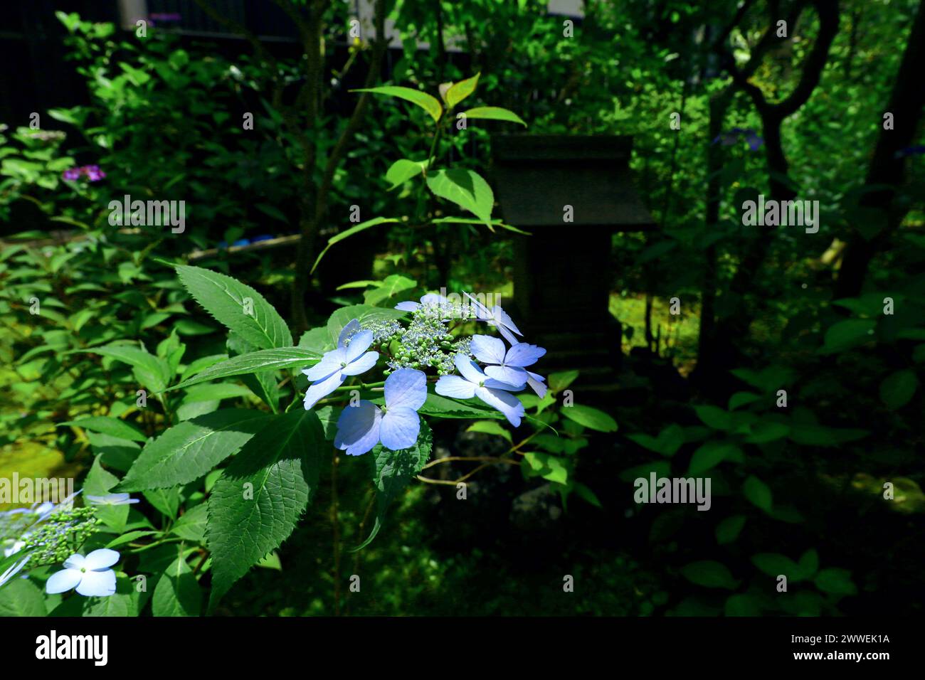 Mountain hydrangea flowers blooming in a corner of a Japanese garden Stock Photo