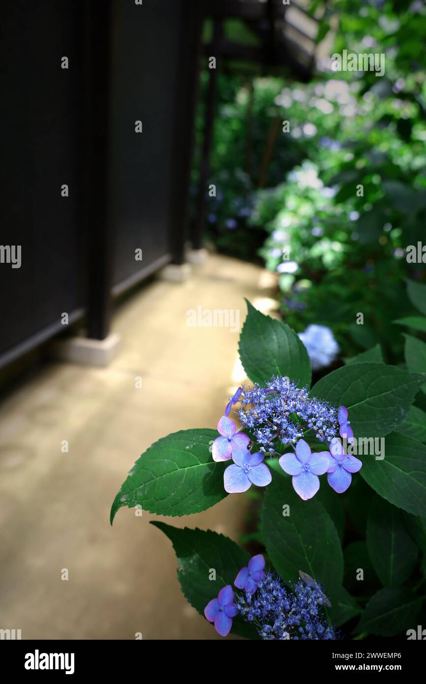 Mountain hydrangea flowers blooming quietly in the backyard Stock Photo