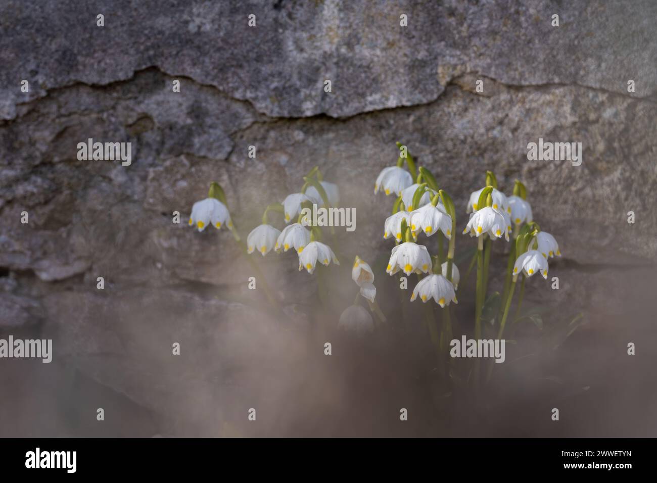 Spring snowflake (Leucojum vernum) - early spring flowers in the park ...