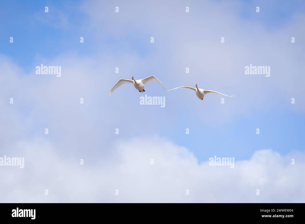 Mute swans in flight during spring migration. Pair of mute swan (Cygnus