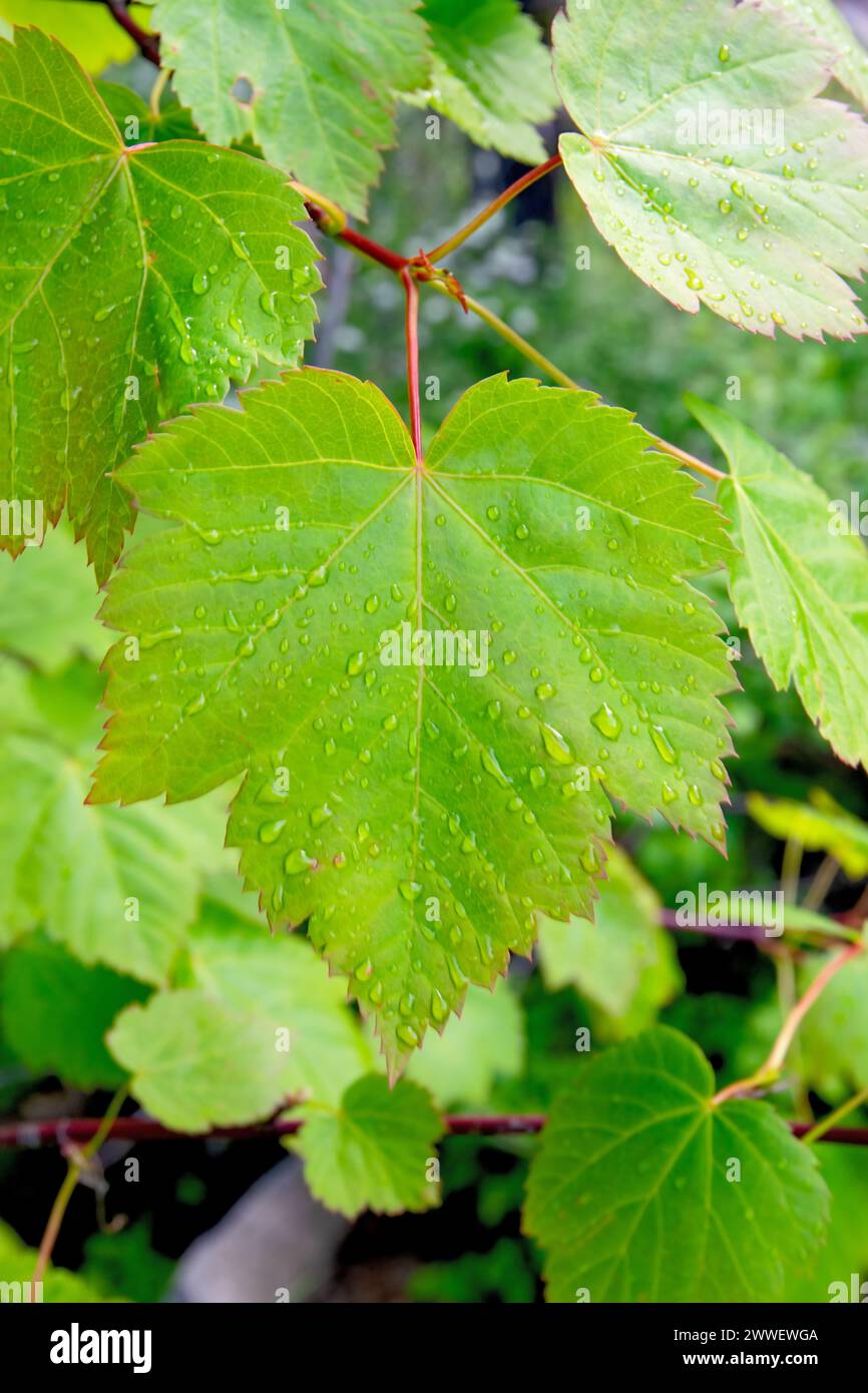 Raindrops on leaf Stock Photo