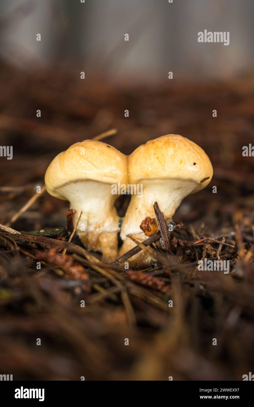 Suillus salmonicolor hi-res stock photography and images - Alamy