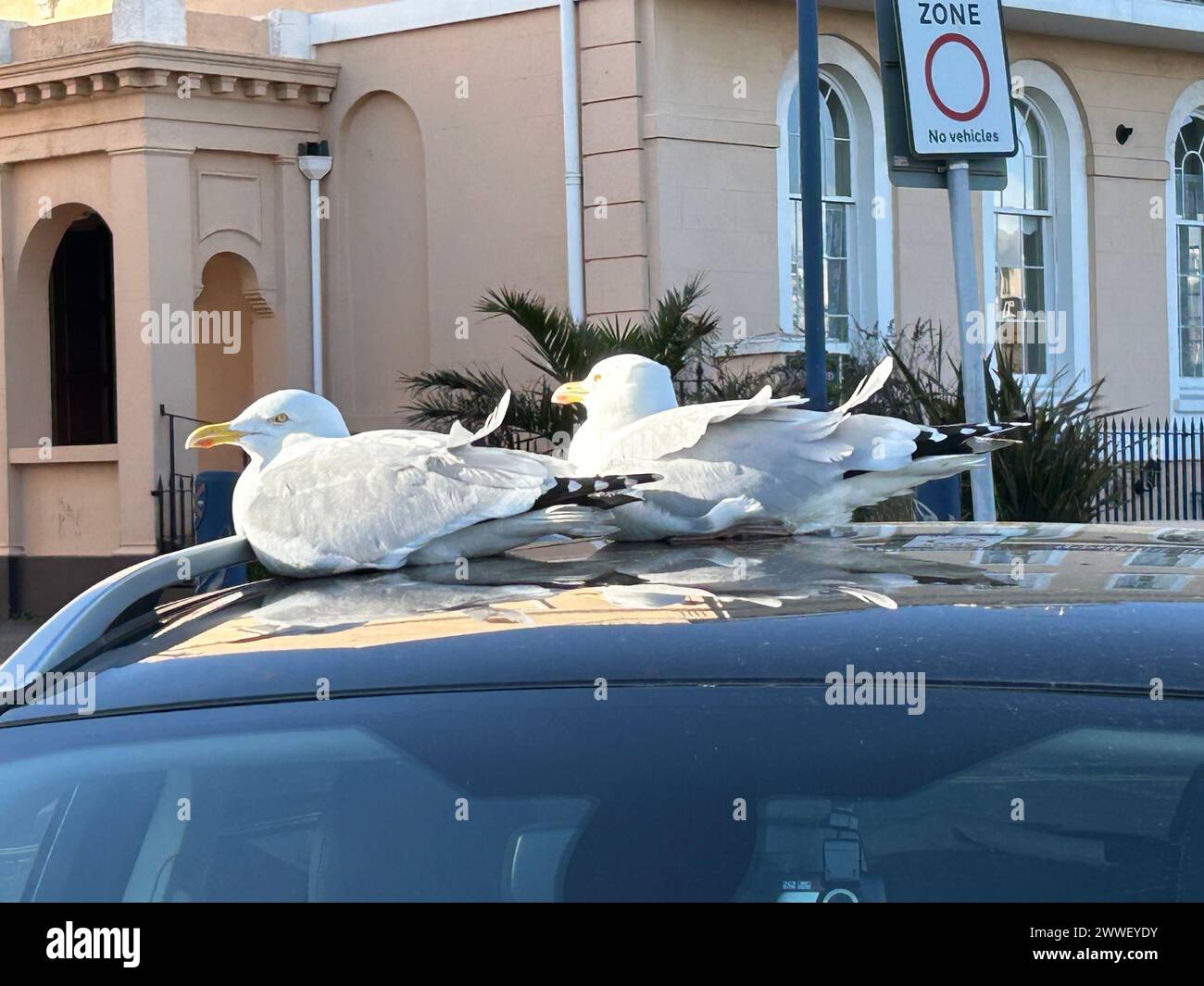 Two seagulls in a sun spot on a car roof Stock Photo