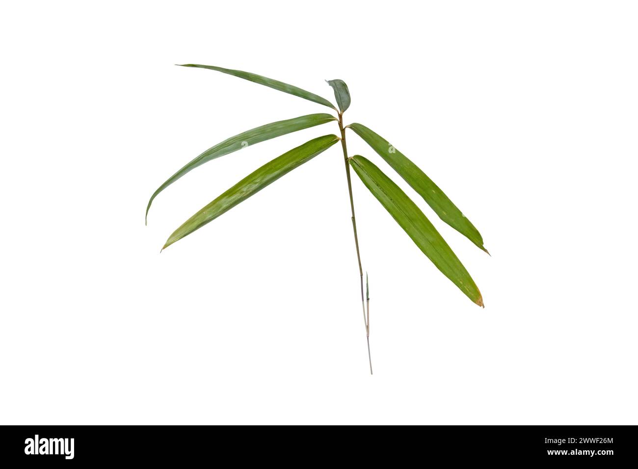 Green bamboo leaves isolated on white. Pleioblastus decorative bambu plant. Stock Photo
