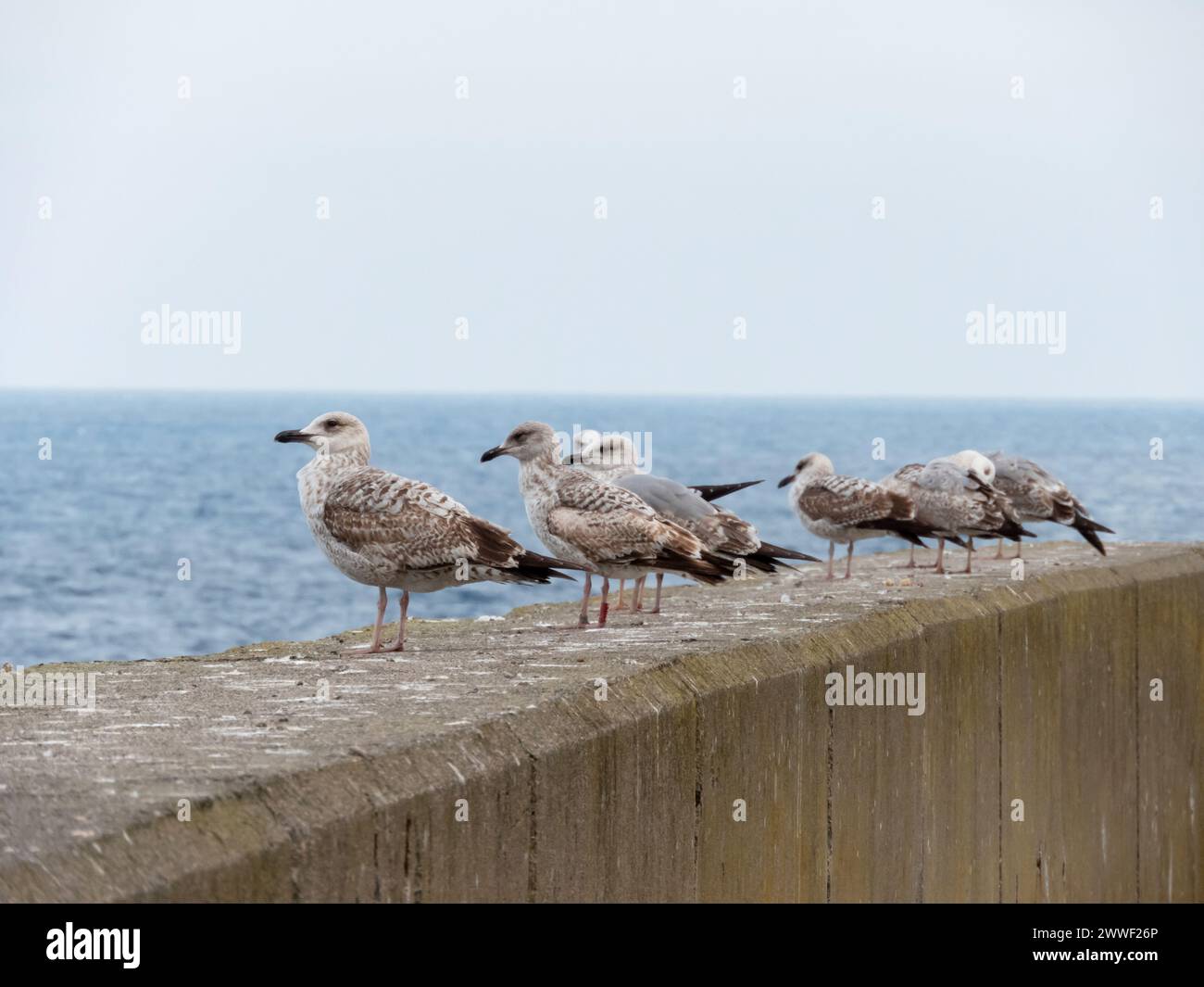 Adolescent plumage hires stock photography and images Alamy