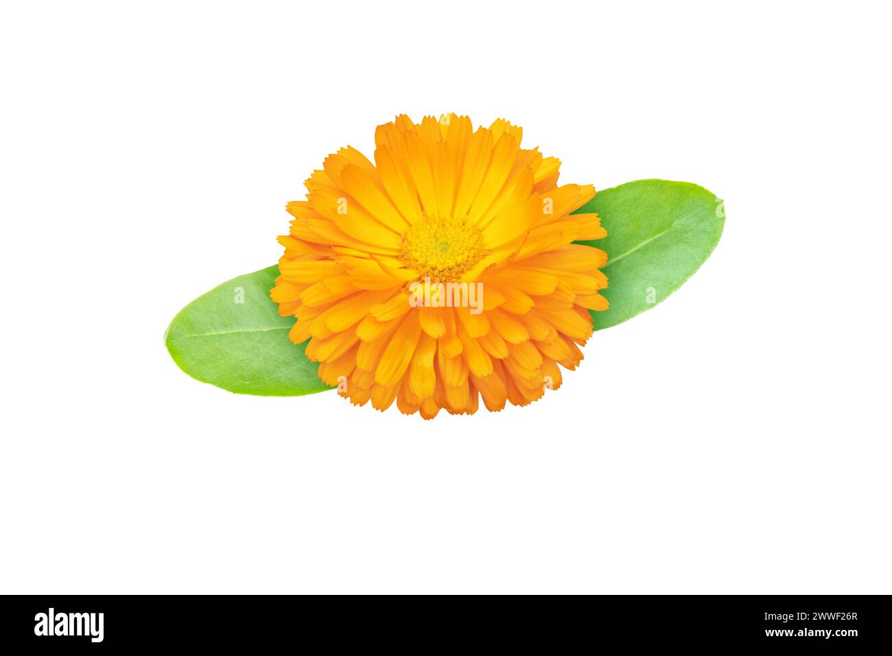 Calendula officinalis bright orange flower with leaves isolated on white. Marigold flowering medicinal plant. Stock Photo