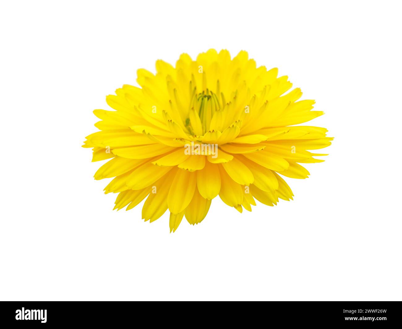 Calendula officinalis bright yellow flower isolated on white. Marigold flowering medicinal plant. Stock Photo