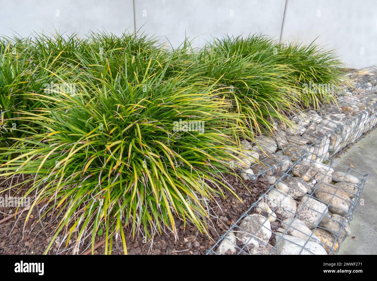 Japanese sedge or Carex morrowii or kan suge or Morrow's sedge or Japanese grass sedge plants. Ornamental grass and gabion in the urban design. Stones Stock Photo