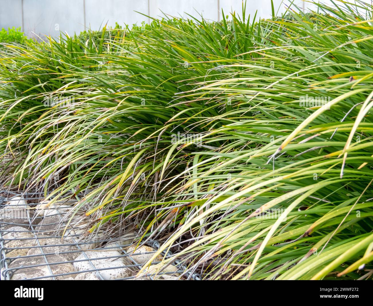Carex morrowii or kan suge or Morrow's sedge or Japanese grass sedge or Japanese sedge leaves closeup. Ornamental grass plants and gabion in the urban Stock Photo