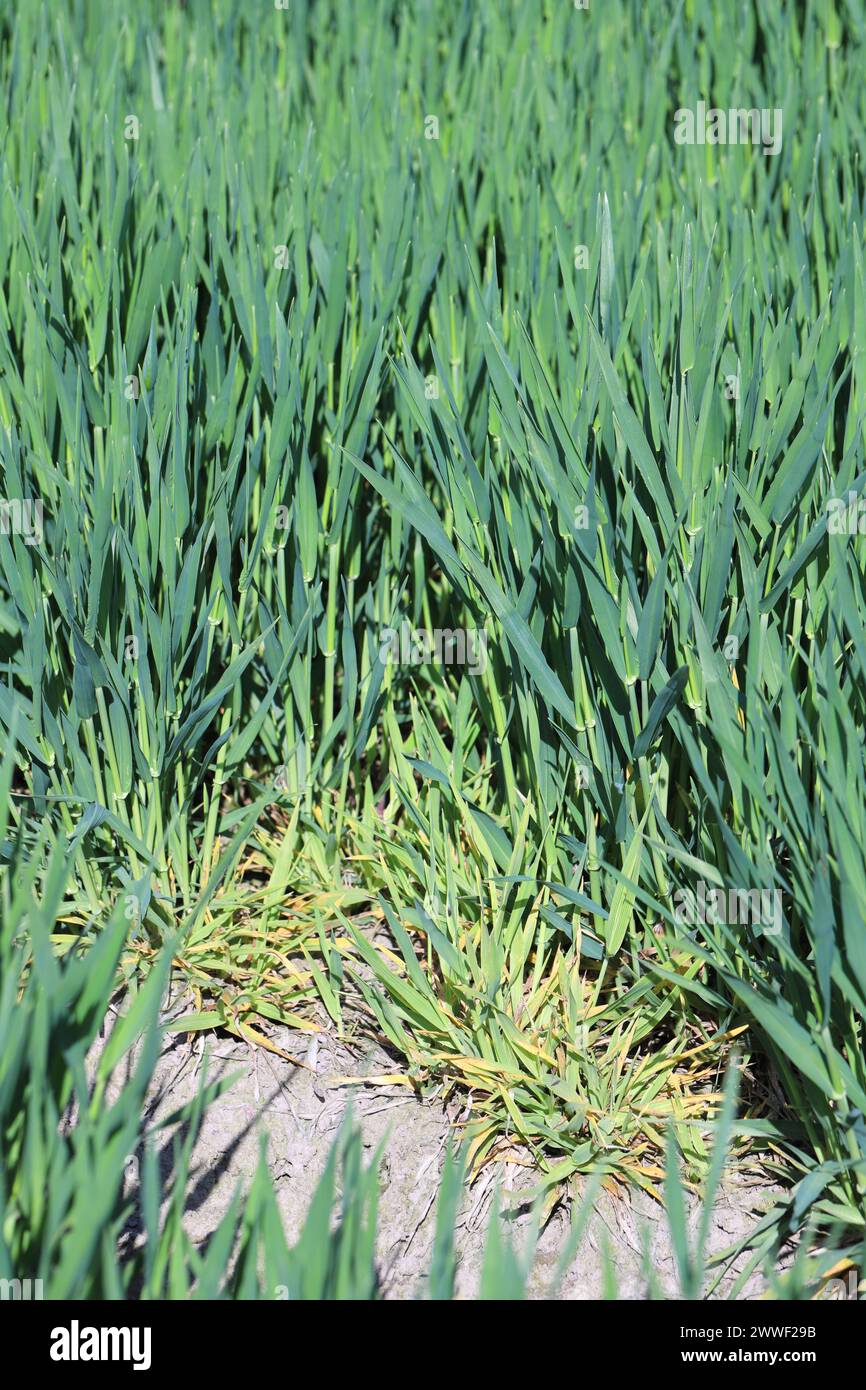 Focus of infection of barley yellow dwarf virus (BYDV), dwarf and yellow plants damage symptoms on winter berley crop in spring. Stock Photo