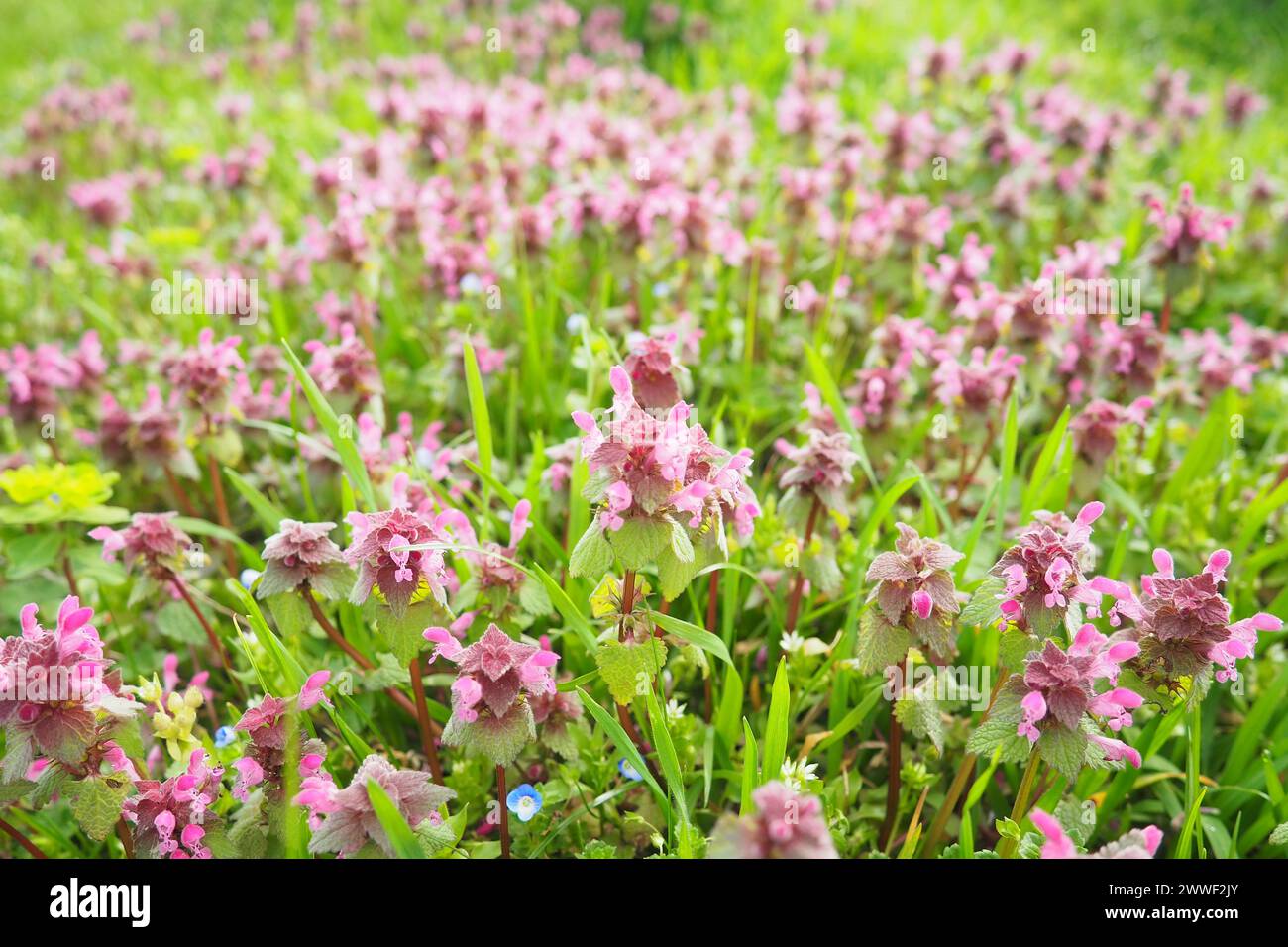 Lamium purpureum, red purple or purple archangel is annual