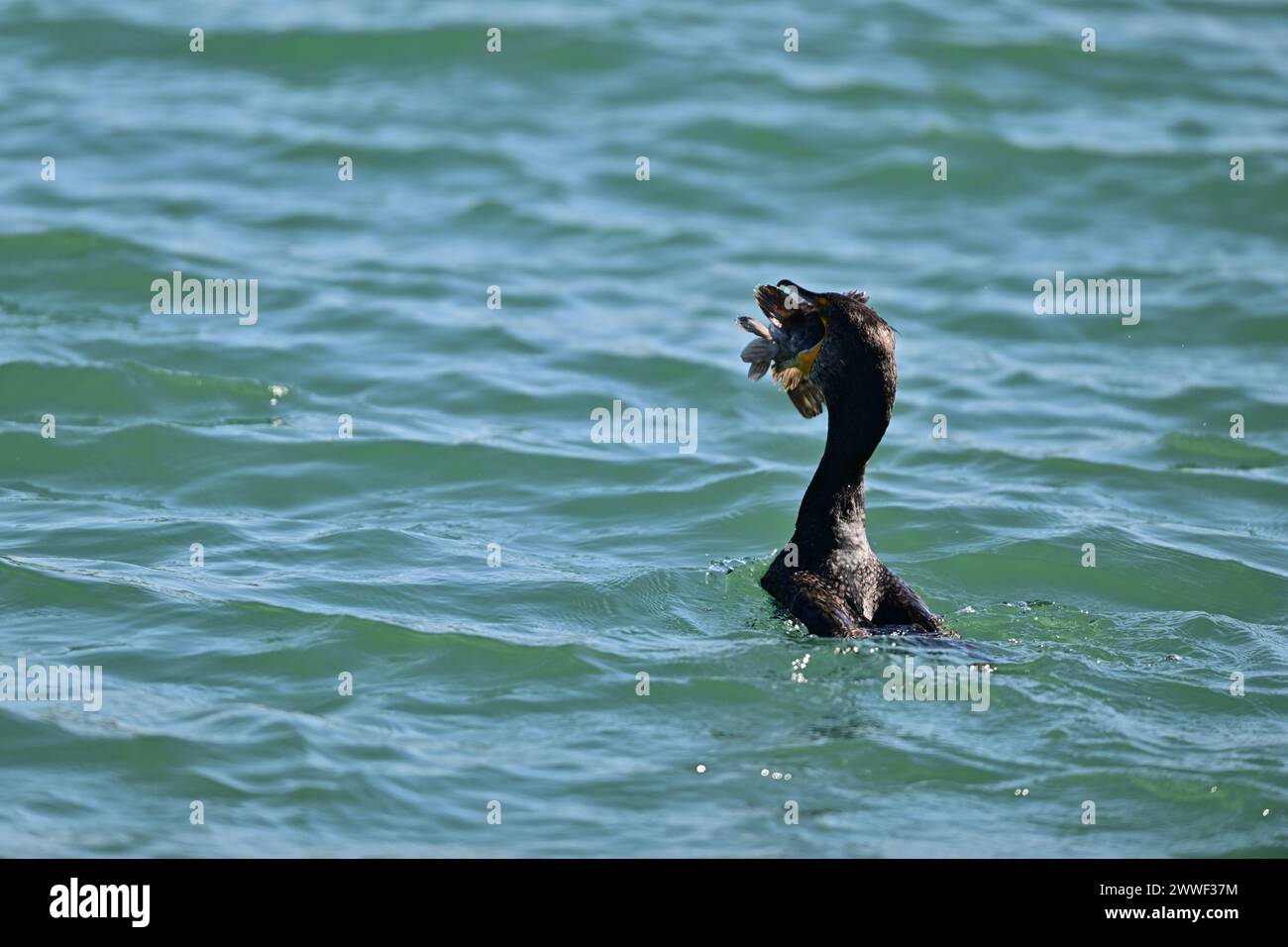 Doublecrested Cormorant devouring a Huge Fish Moss Landing, CA Stock