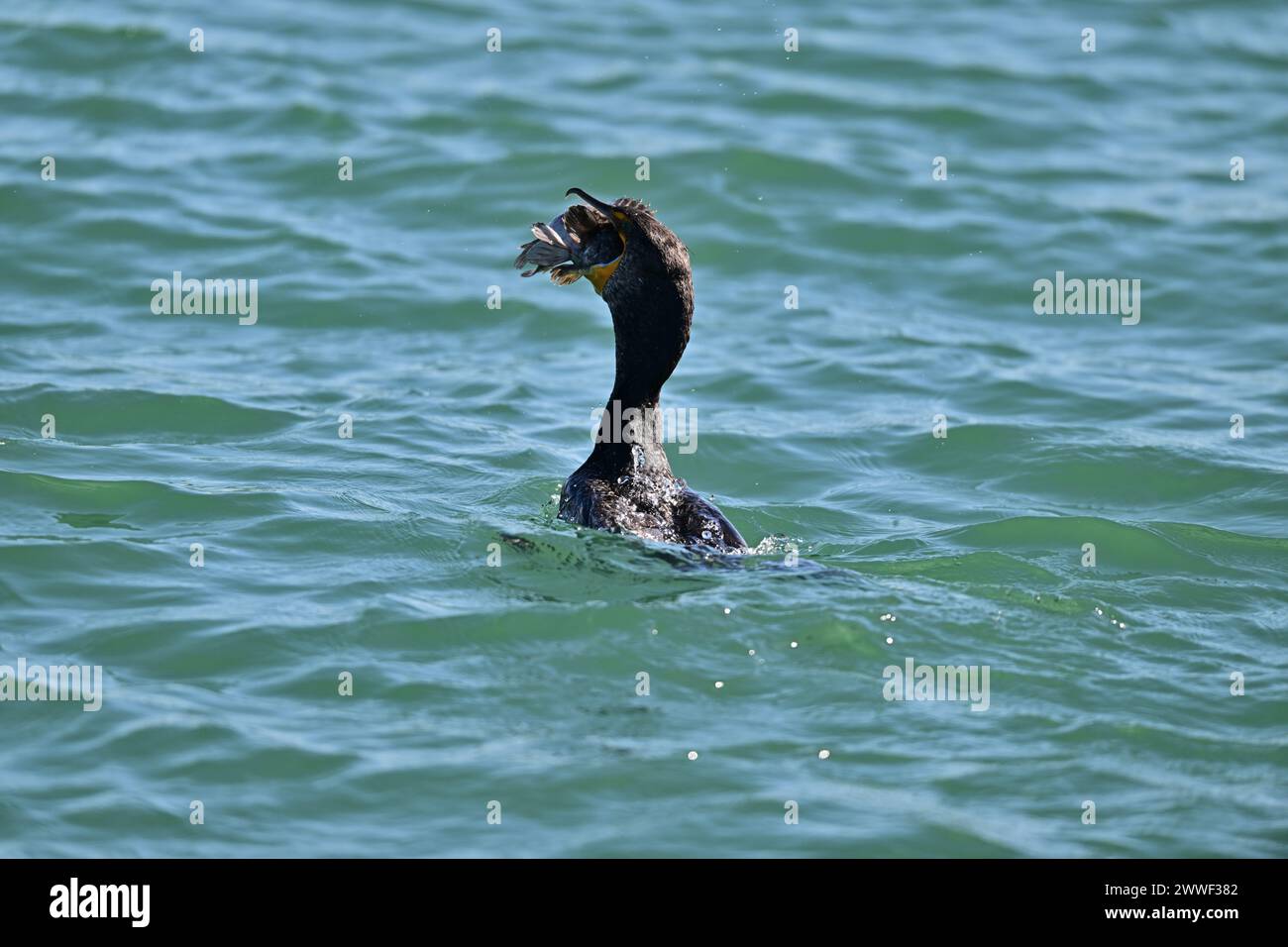 Doublecrested Cormorant devouring a Huge Fish Moss Landing, CA Stock