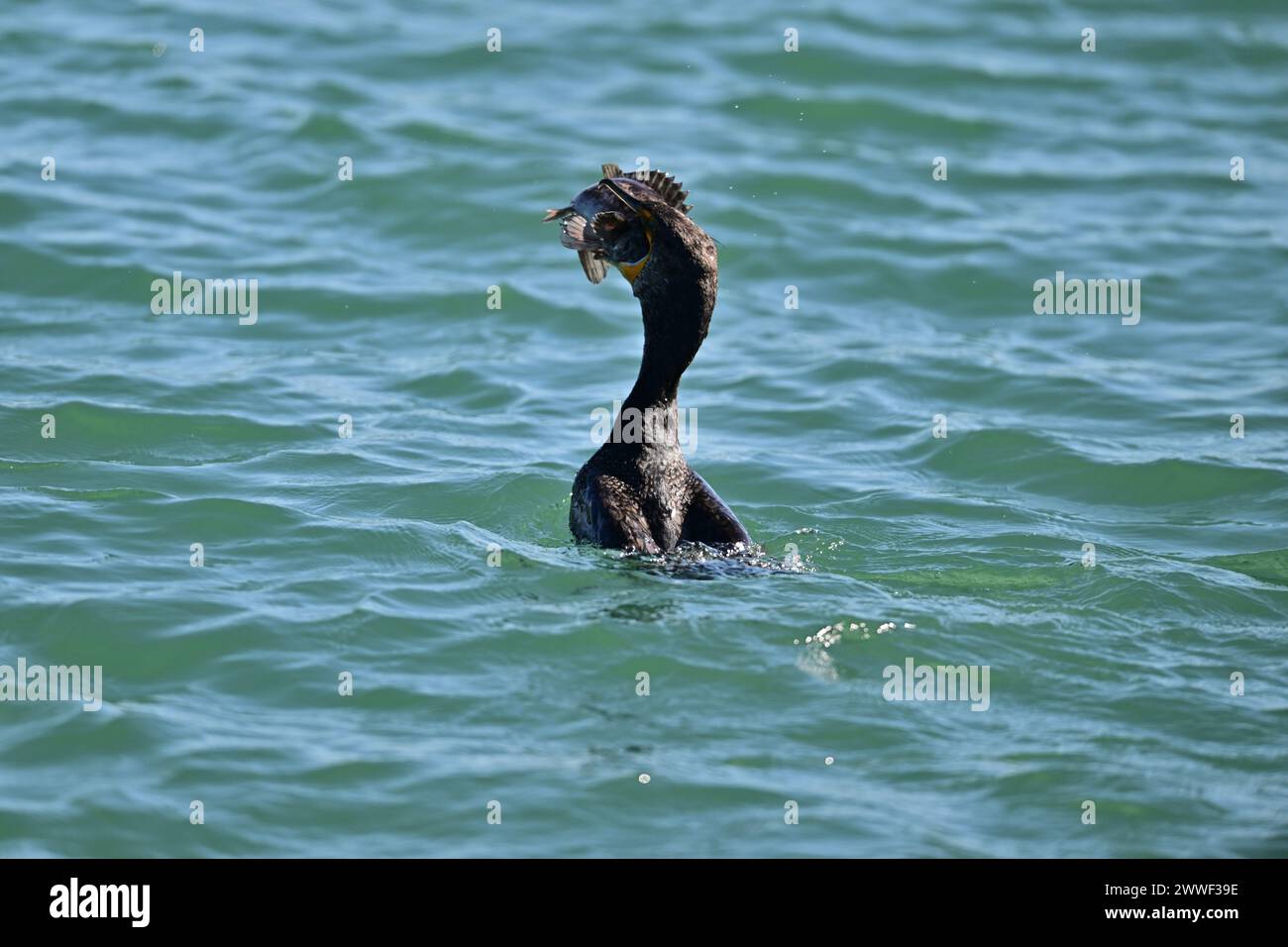 Double-crested Cormorant devouring a Huge Fish - Moss Landing, CA Stock Photo