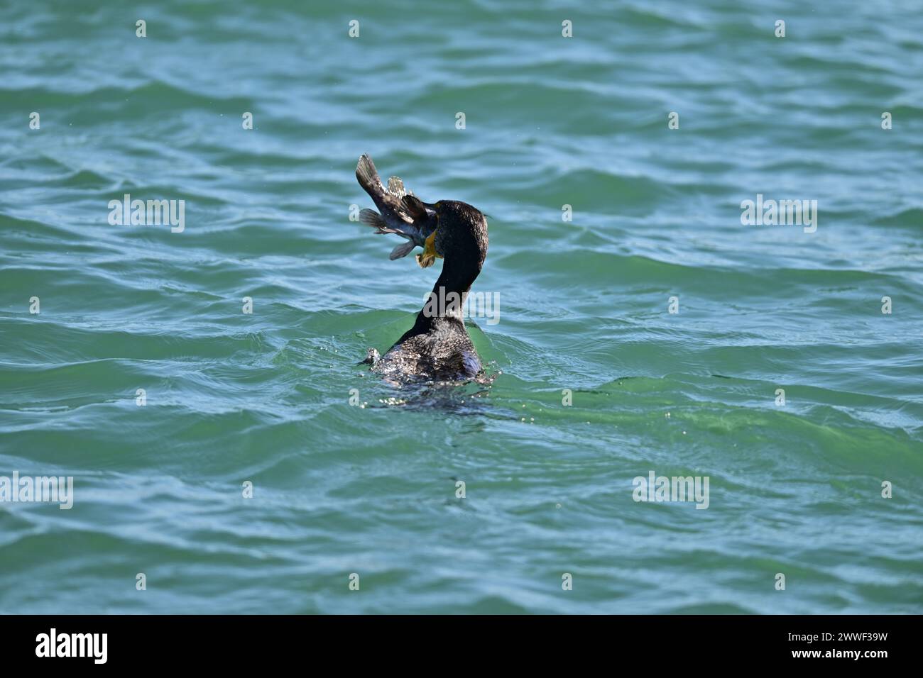Doublecrested Cormorant devouring a Huge Fish Moss Landing, CA Stock
