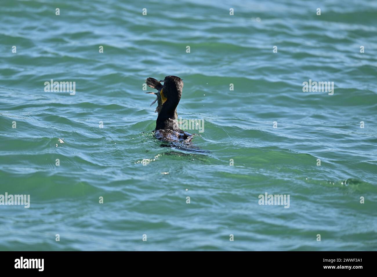 Doublecrested Cormorant devouring a Huge Fish Moss Landing, CA Stock